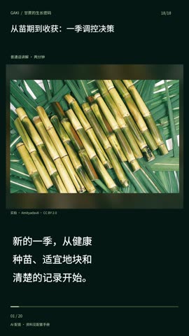 从苗期到收获：一季调控决策