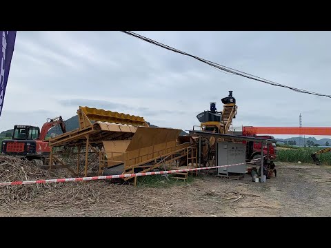 Sugarcane detrashing, chopping, cleaning and loading