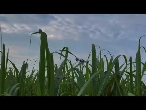 Agricultural drone spraying