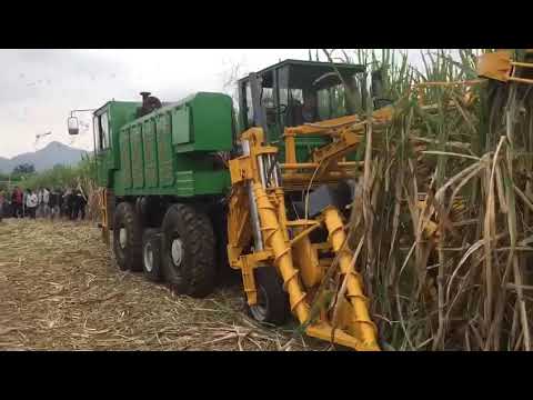Sugarcane harvester invention in Guangxi