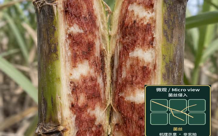红腐病:看清蔗茎里面影片封面,AI教育示意