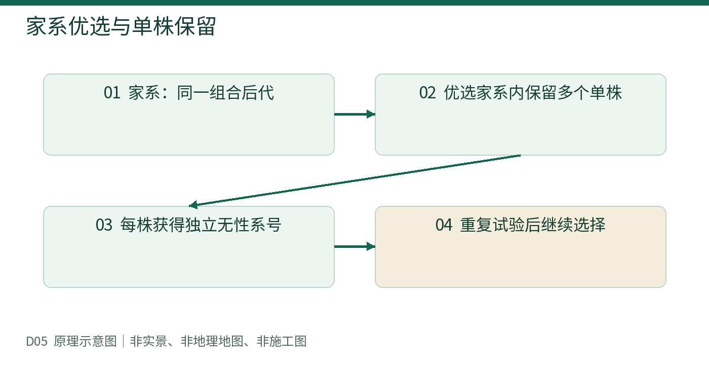 家系优选与单株保留