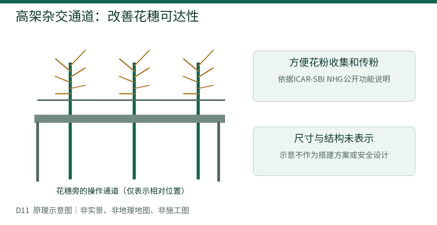 高架杂交通道：改善花穗可达性