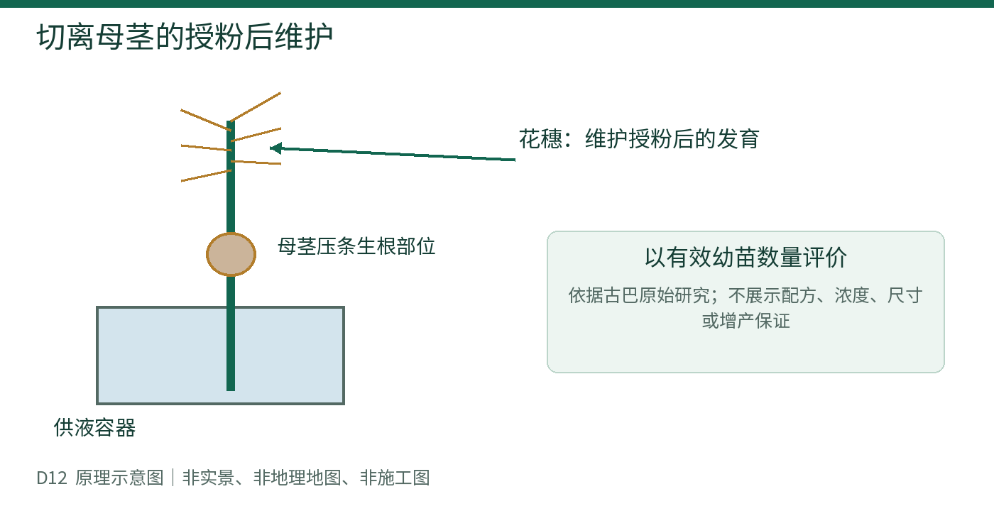 切离母茎的授粉后维护
