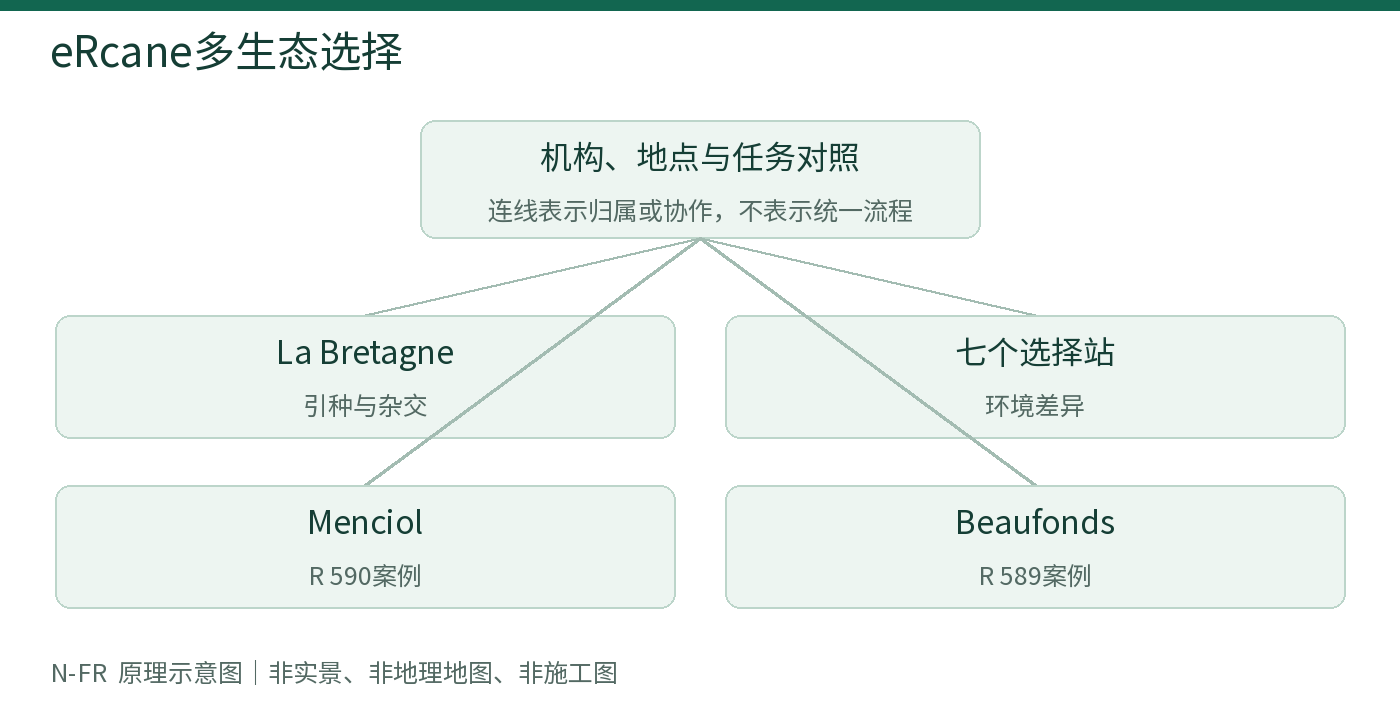 eRcane多生态选择