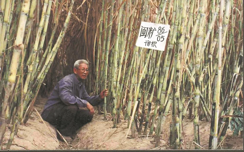 育种专家在闽糖86-05试验田工作