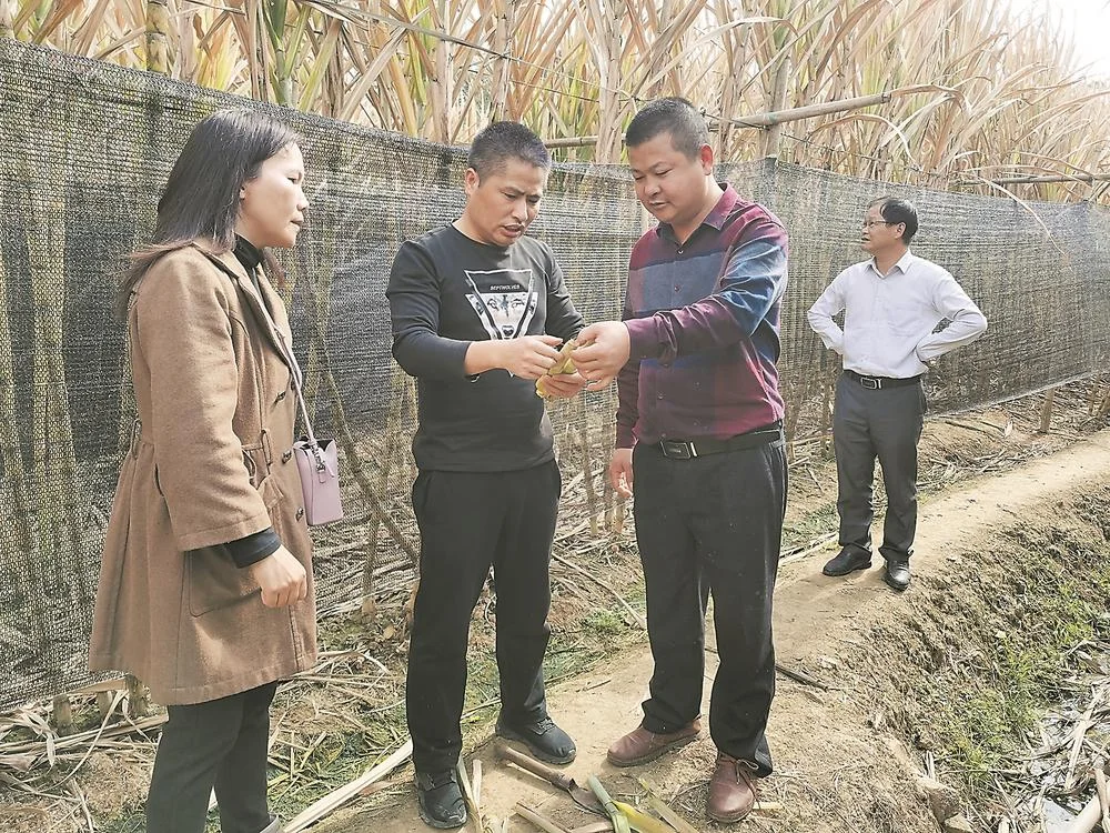 亚热所工作人员指导果蔗生产