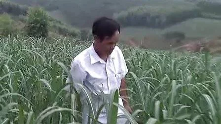 优酷：引进甘蔗新品种 资金缺乏难推广