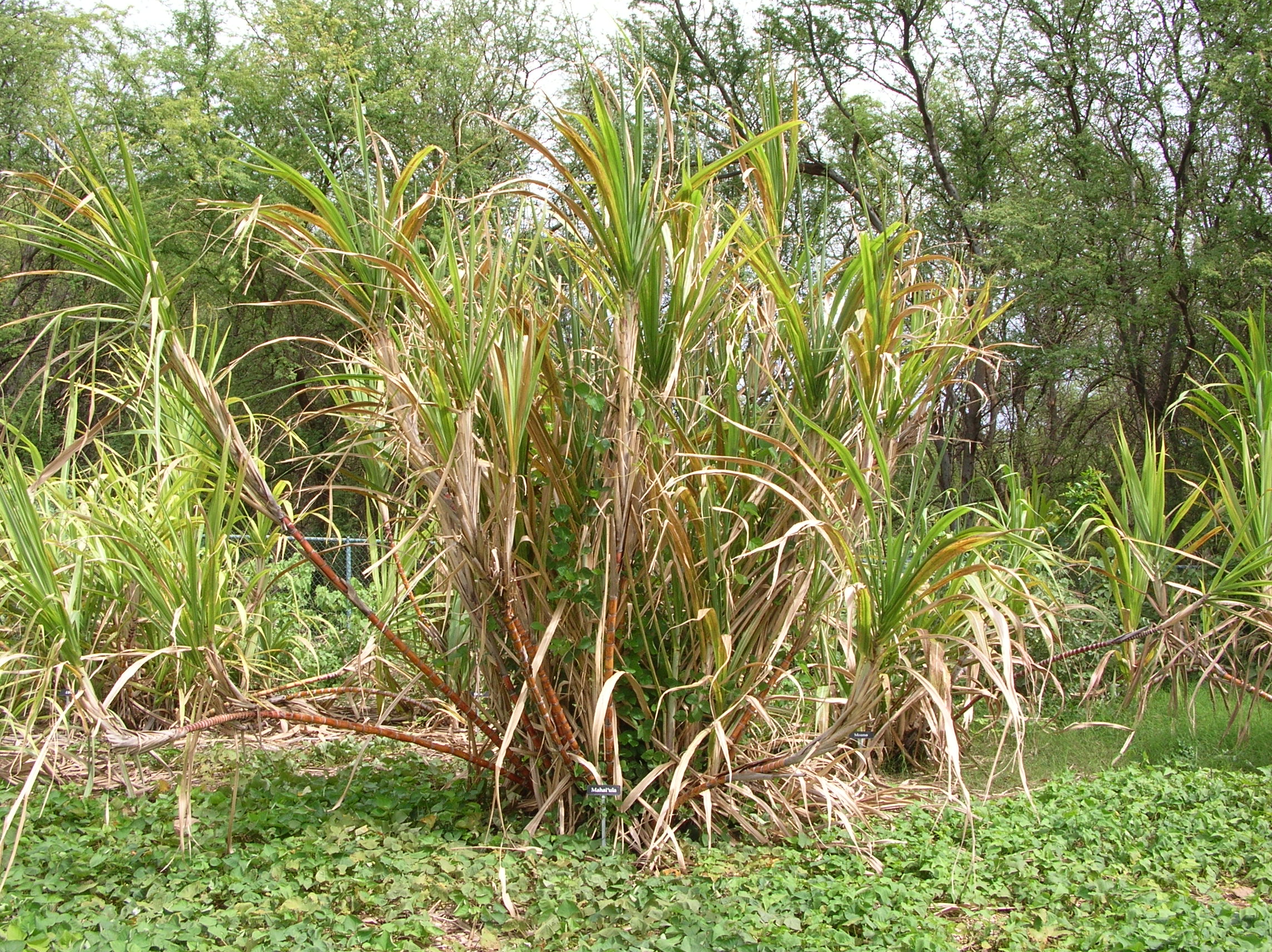 毛伊岛Maui Nui植物园的甘蔗，来源标识为S. officinarum，2005年4月7日摄。可观察蔗茎、叶片和叶鞘的关系。