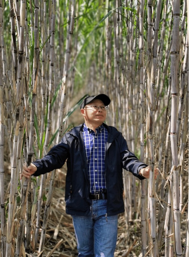 徐良年在蔗田中的工作照，取自国家甘蔗工程技术研究中心具名导师页；拍摄日期与地点不详。 / Xu Liangnian working in a sugarcane field, from a named supervisor page of the National Sugarcane Engineering Technology Research Center. Photograph date and location unknown.