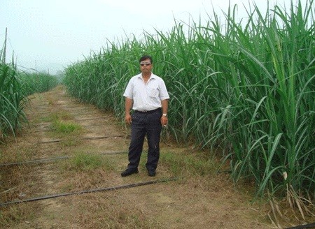 王坚在蔗田。农机通2014年人物访谈的原图注为“广西南宁王坚先生”；实际拍摄年月未标明。 / Wang Jian in a cane field. The original caption in Nongjitong's 2014 profile interview reads Mr. Wang Jian of Nanning, Guangxi; the actual month and year of photography are not stated.