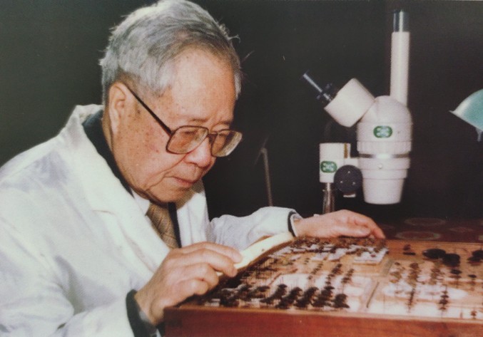 蒲蛰龙在鉴定水生甲虫标本；原文明确署名。不是甘蔗田试验现场。 / Pu Zhelong identifying aquatic beetle specimens; explicitly named in the original. This is not a sugarcane field trial scene.