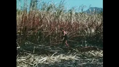 研究采样帧；请结合相邻时间与观察记录核读