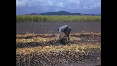 研究采样帧；请结合相邻时间与观察记录核读