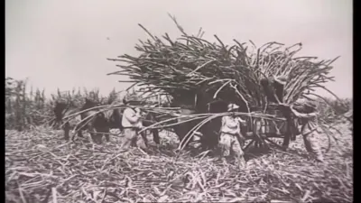 高载长蔗的大木轮运输车与人工装料