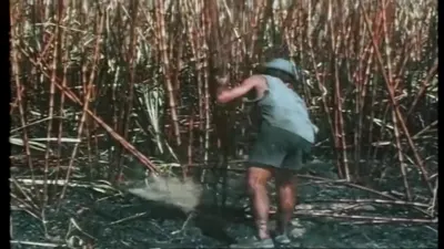 手持工具砍蔗、整理与铺放