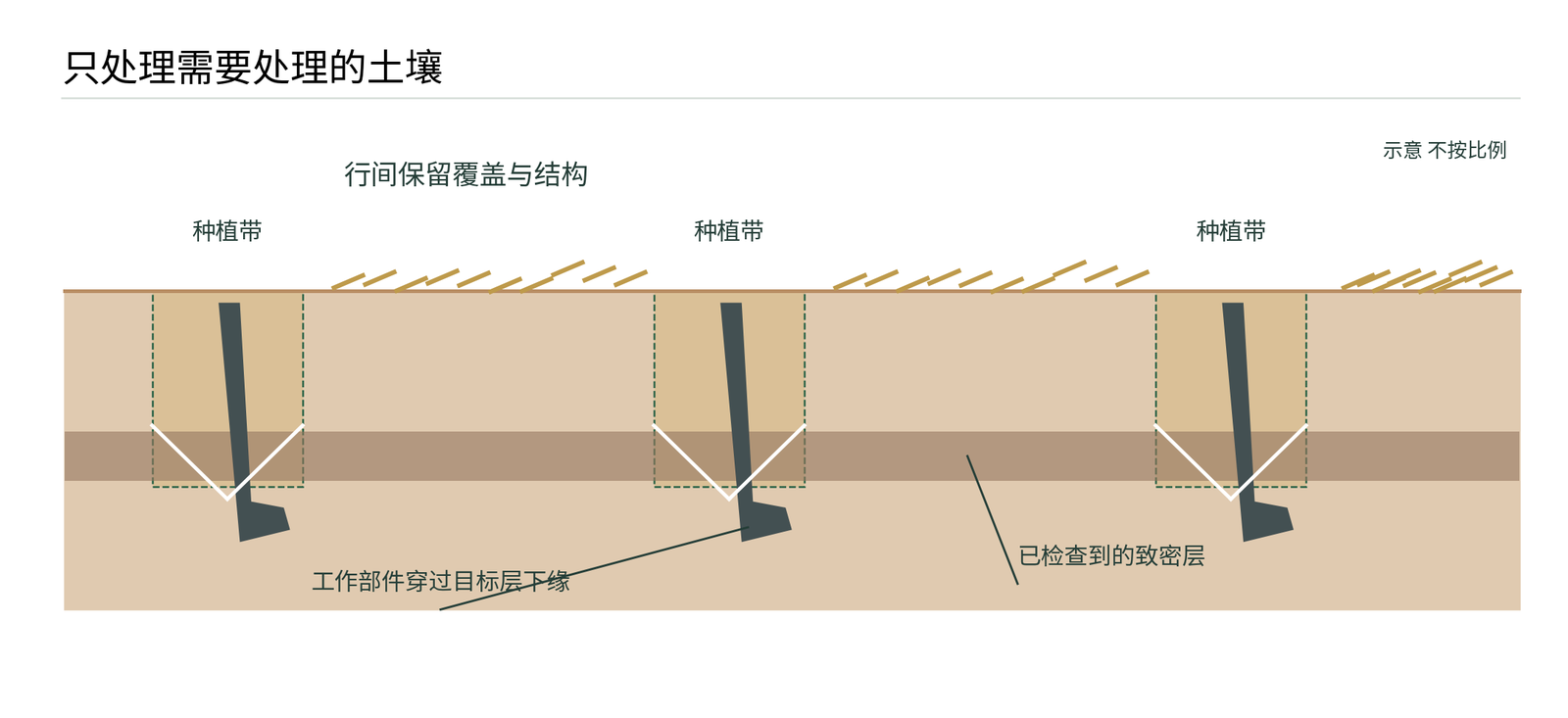 图4 带状建床与局部深松  深松目标由检查到的致密层决定