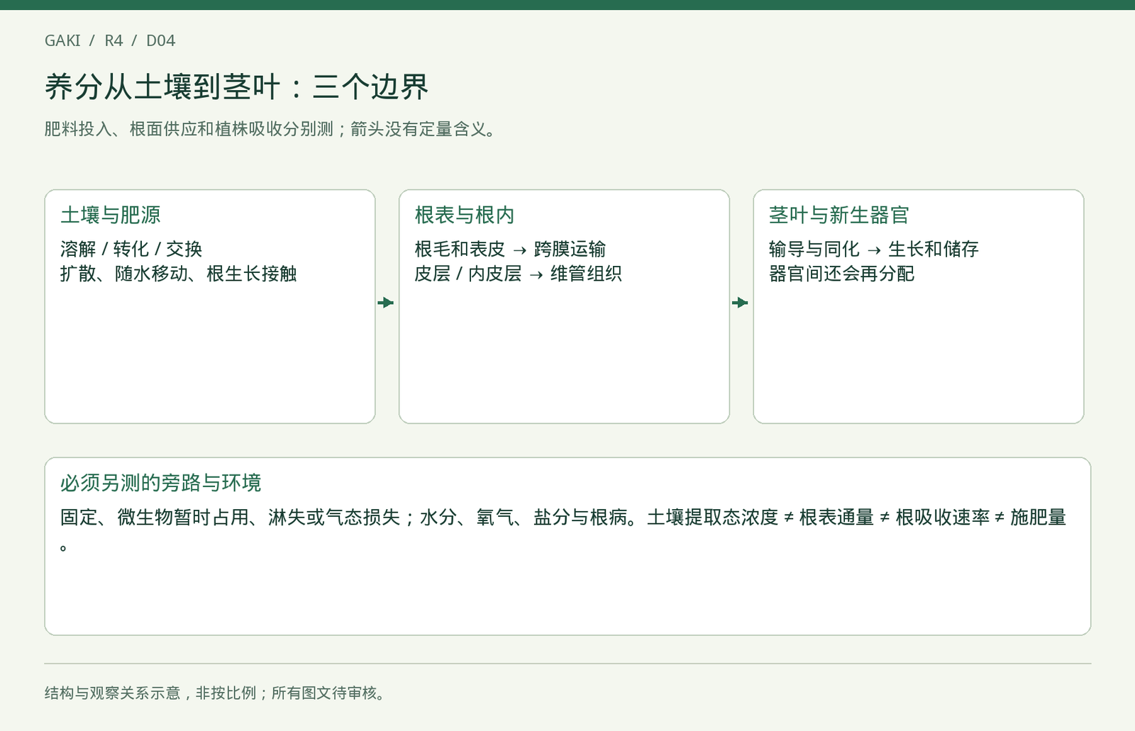 根际到茎叶的运输概念图。没有比例尺和速率，箭头粗细不代表流量。