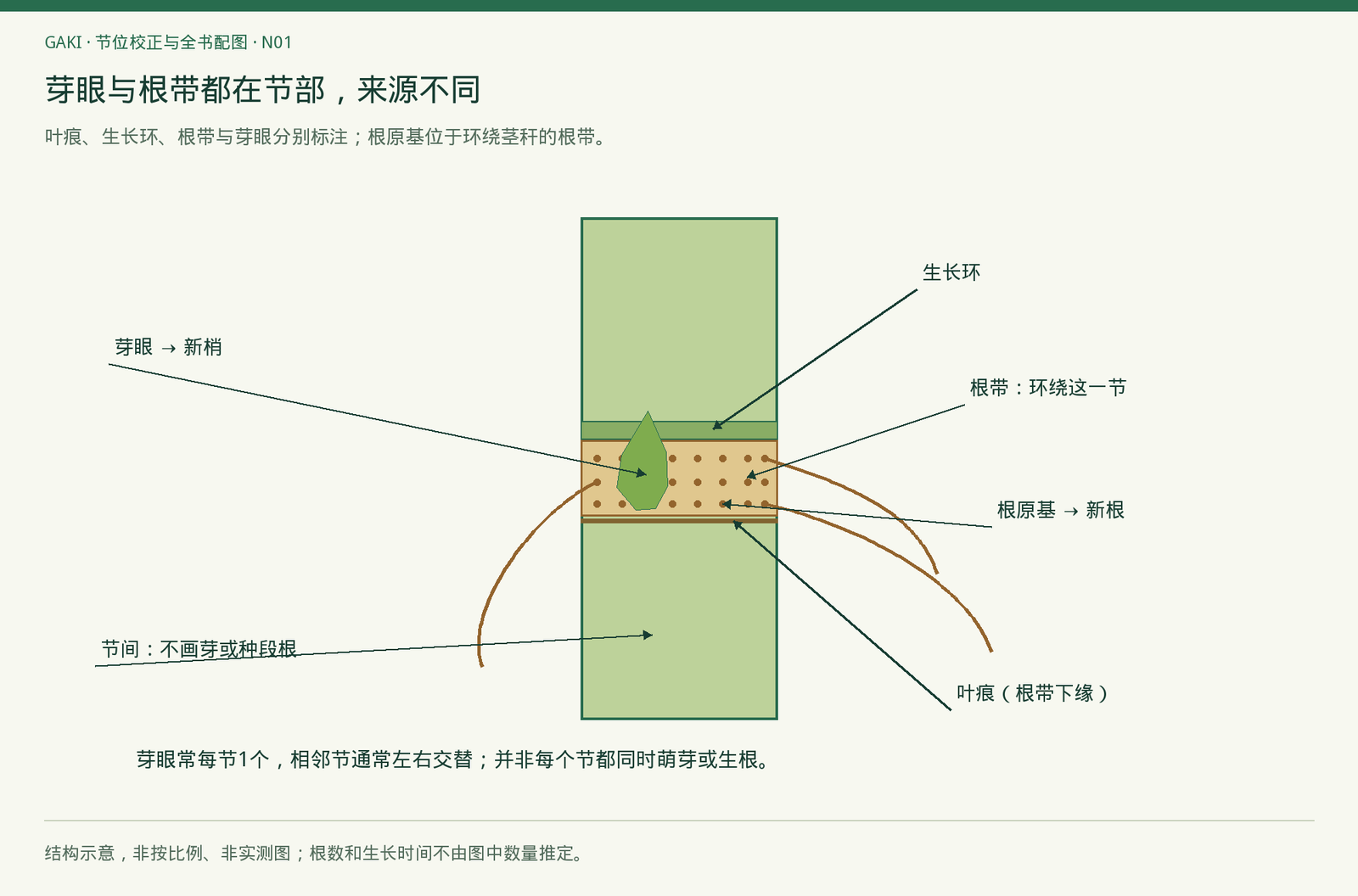 新梢起于芽眼;示例根分别连接根带上的根原基。位置关系图,不是尺寸标准。