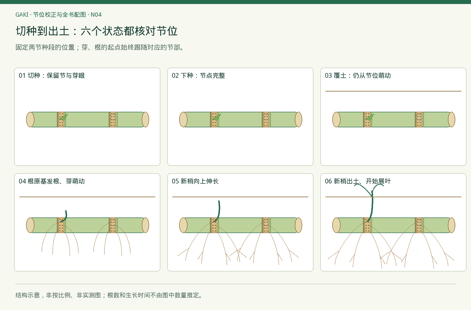 精确位置示意。没有规定芽与根谁必须先发生,状态速度因材料和环境而异。