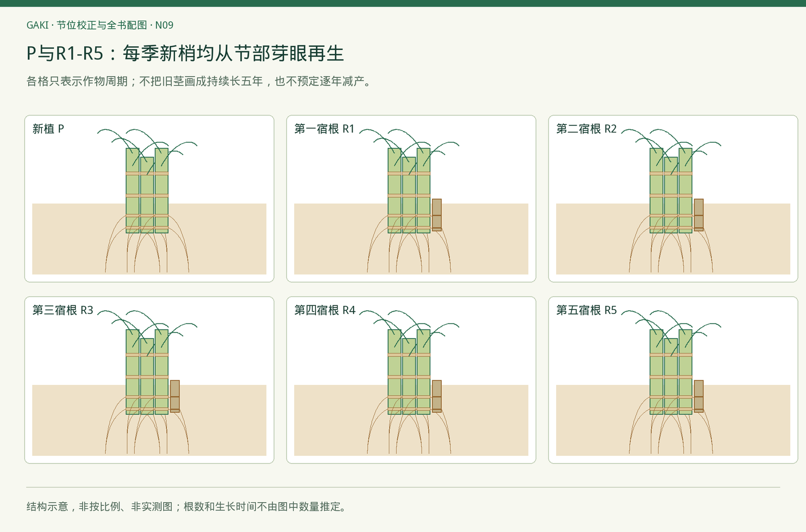 根发生在地下茎基的节部，图中株数、根数和株高均非田间测量。