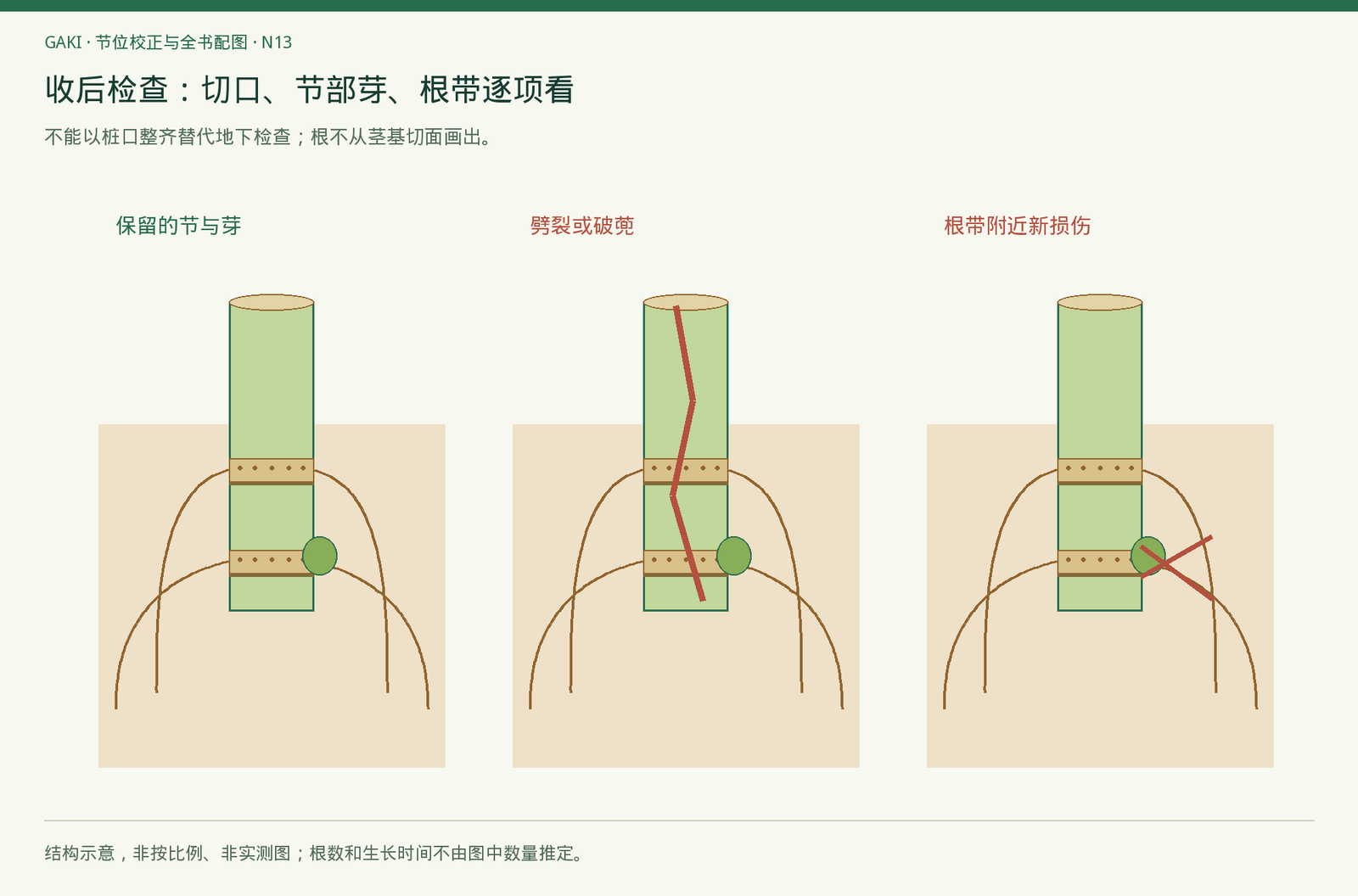 红色是检查位置的概念标示，不表示病原感染已发生。
