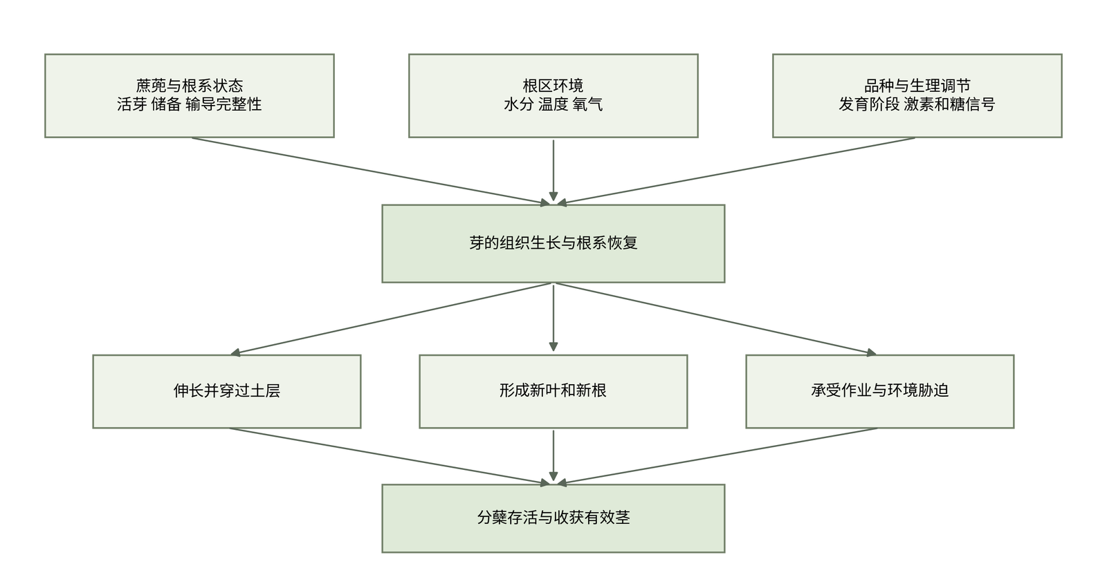 图2-1  从蔗蔸状态到有效茎形成的分析框架。为本书综合示意，各连线表示需要考察的联系，不表示已经量化的因果强度或固定先后天数。