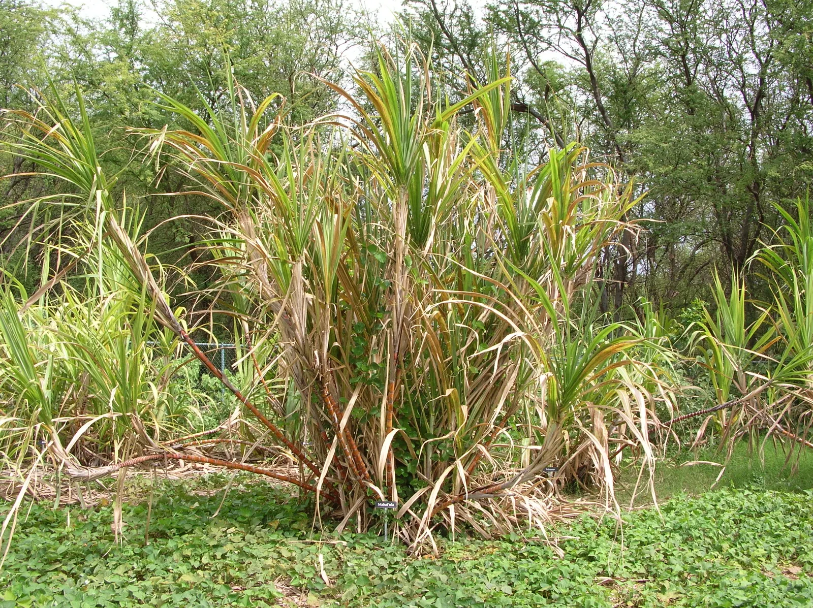毛伊岛 Maui Nui 植物园的栽培甘蔗，2005-04-07；来源标为 S. officinarum。现代形态参考。