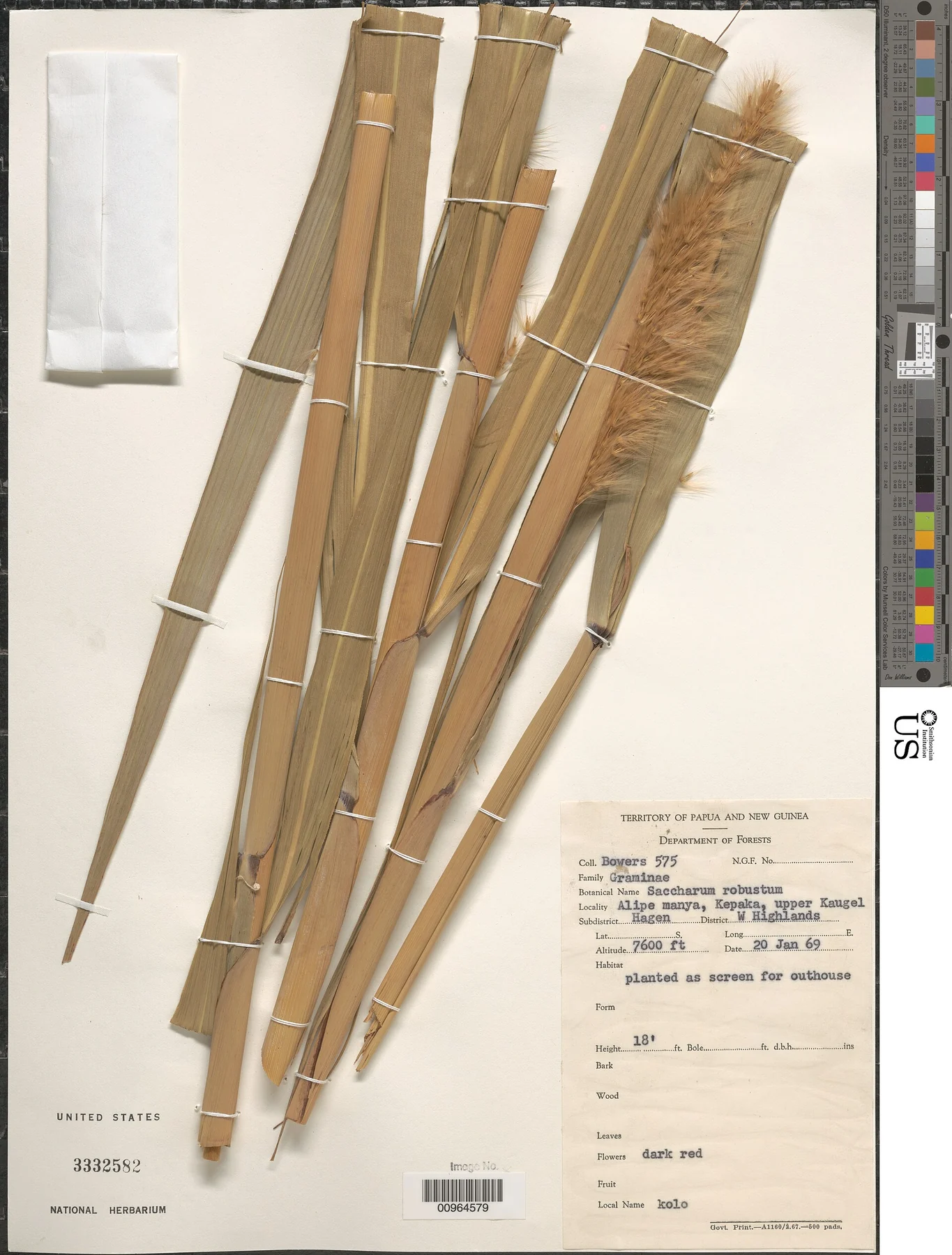 S. robustum 标本 Bowers 575，1969-01-20采于新几内亚上Kaugel。标签记录为栽培植株。