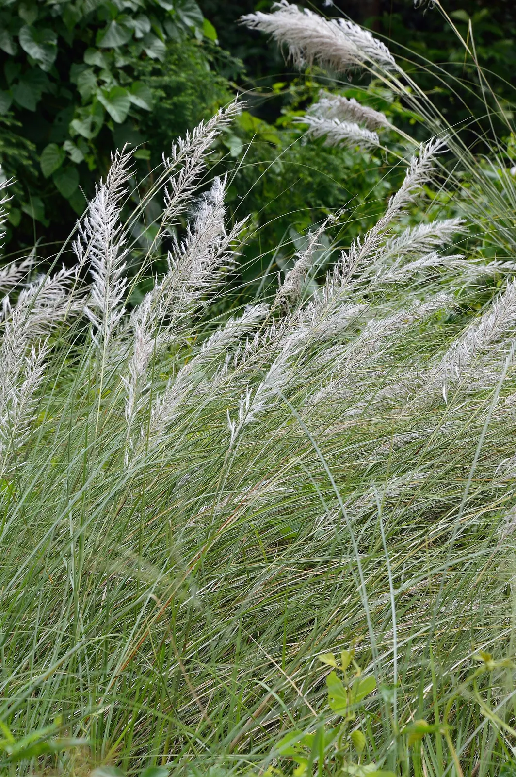 印度豪拉植物园的 S. spontaneum 花序，2012-09-20。物种名依来源记录。