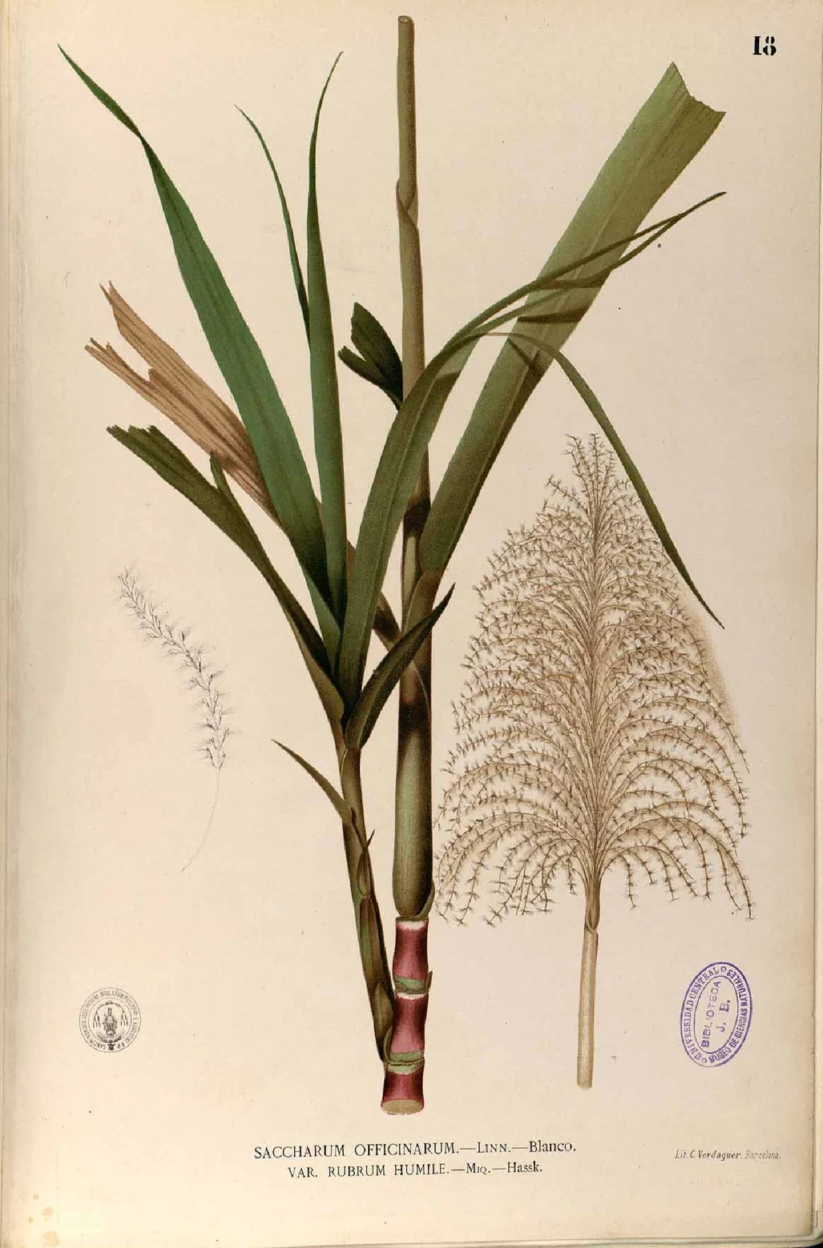 《Flora de Filipinas》第一图集第18图版；来源暂记约1880—1883年。具体绘图者未核定。