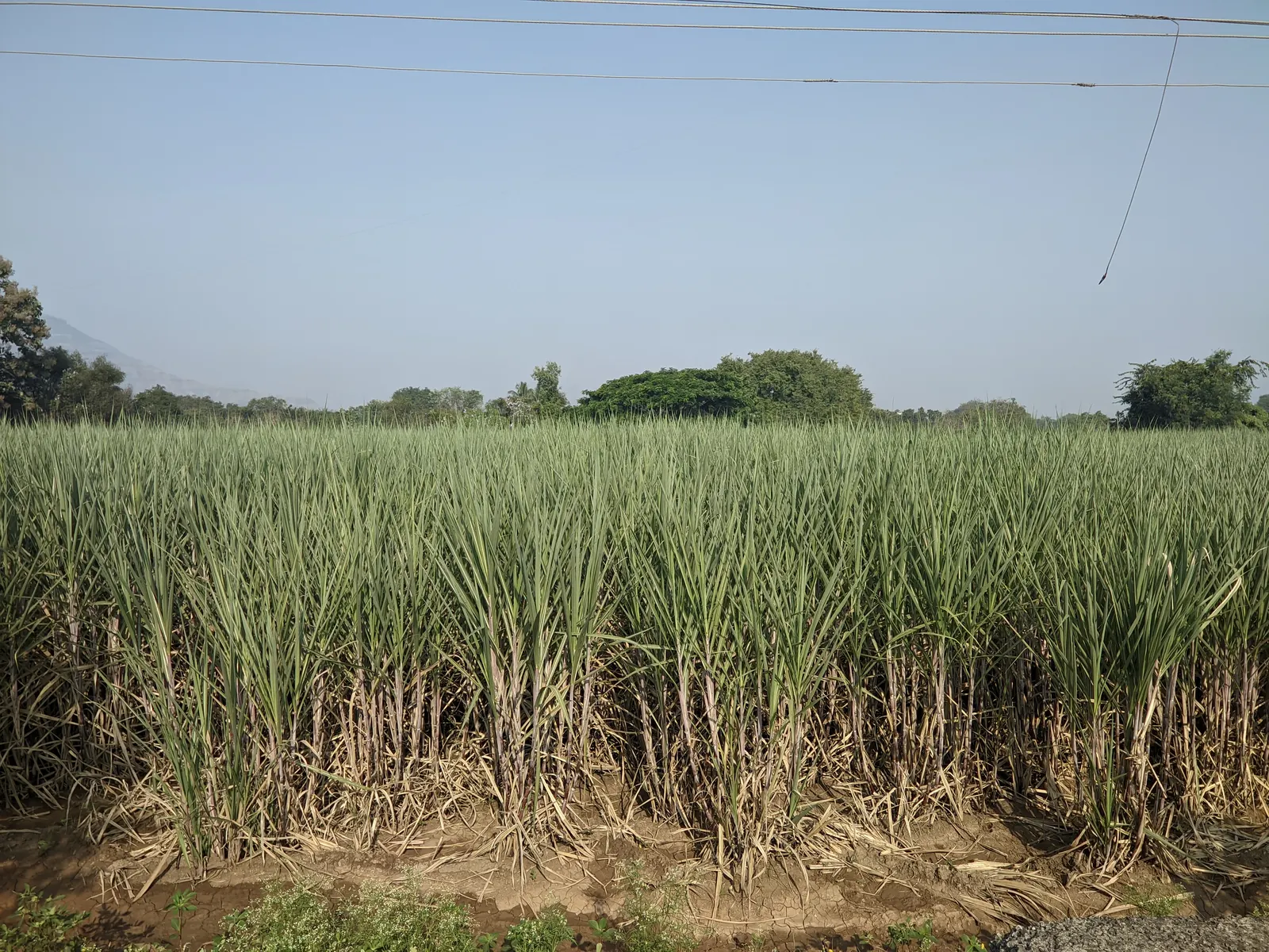 印度马哈拉施特拉邦 Bhuinj 蔗田，2021-10-28。现代农业背景；品种未核定。