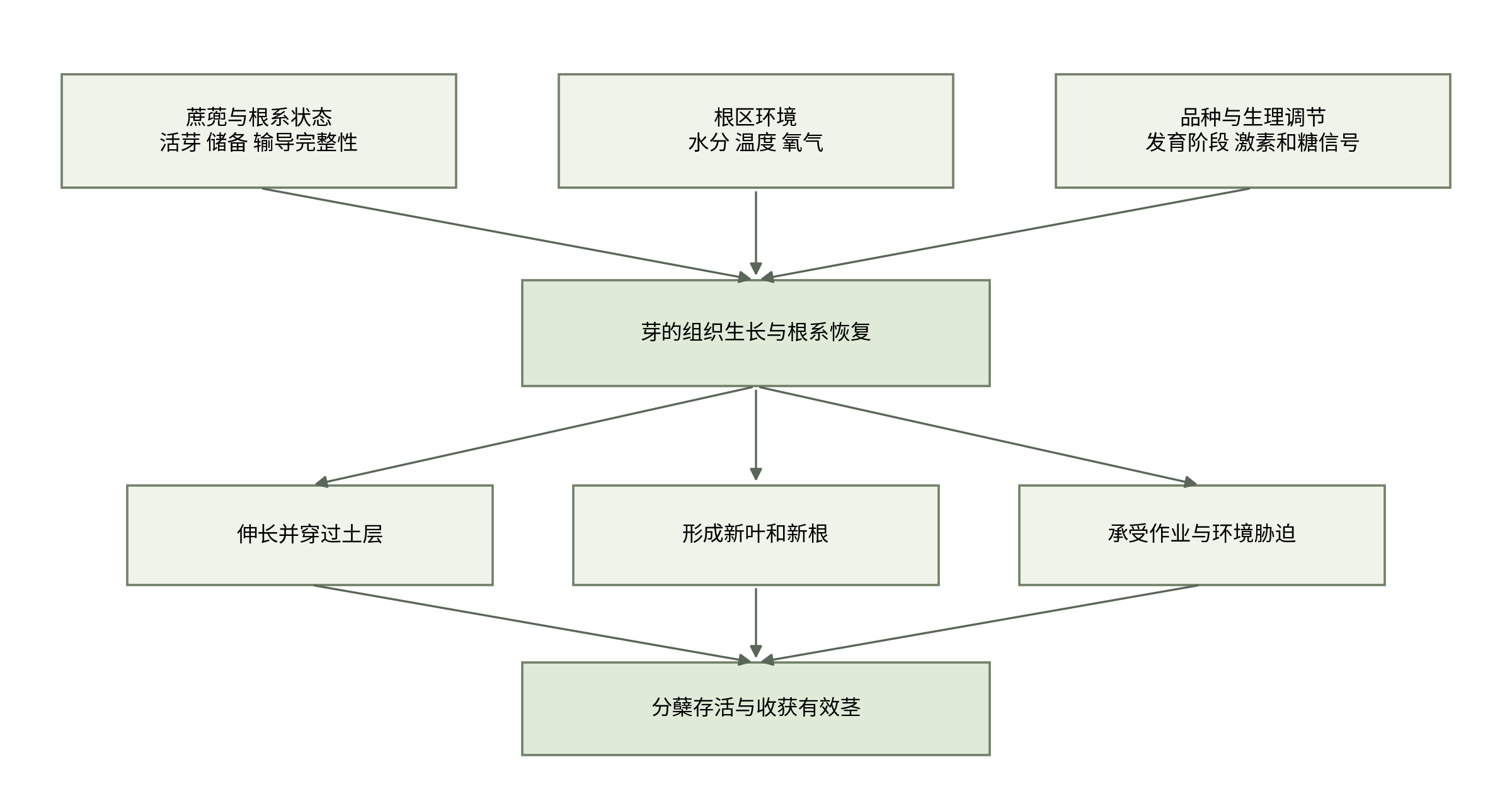 图2-1 从蔗蔸状态到有效茎形成的分析框架。为本书综合示意,各连线表示需要考察的联系,不表示已经量化的因果强度或固定先后天数。